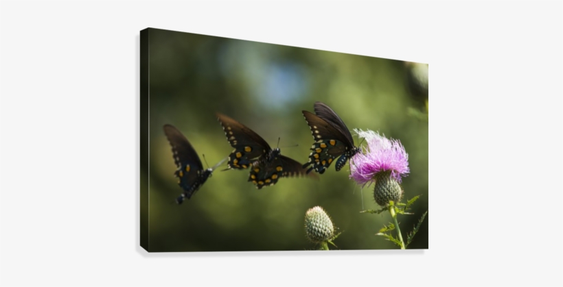 Black Swallowtail Butterflies Swarm Around Thistle - Black Swallowtail Butterflies (papilio Polyxenes) Swarm, transparent png download