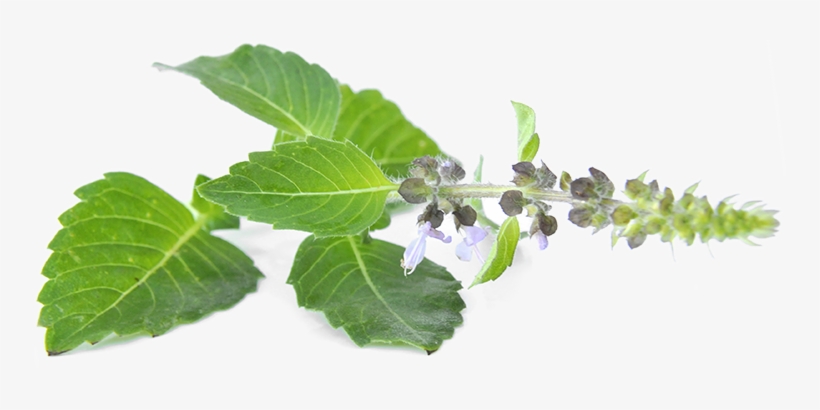Welcome To Our Updated Website - Viburnum, transparent png download