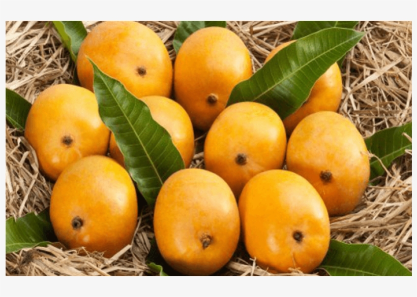 Ratnagiri Alphonso Hapus 6 Nos Ratnagiri Alphonso Hapus Mango