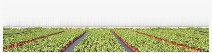 Book A Demo & See For Yourself, transparent png download