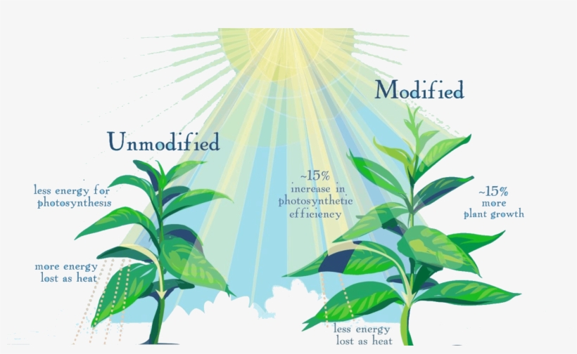Photosynthesis For Fast-growing Crops - Photosynthesis Efficiency, transparent png download