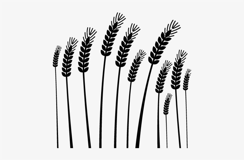 Agriculture - Field Crops Png Black And White, transparent png download