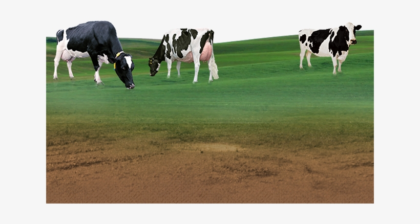 Sumul Cow - Buy Art For Less 'farm Fresh' By Jean Plout Graphic, transparent png download