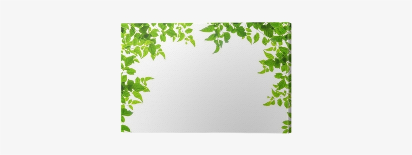 Leaf Borders, transparent png download