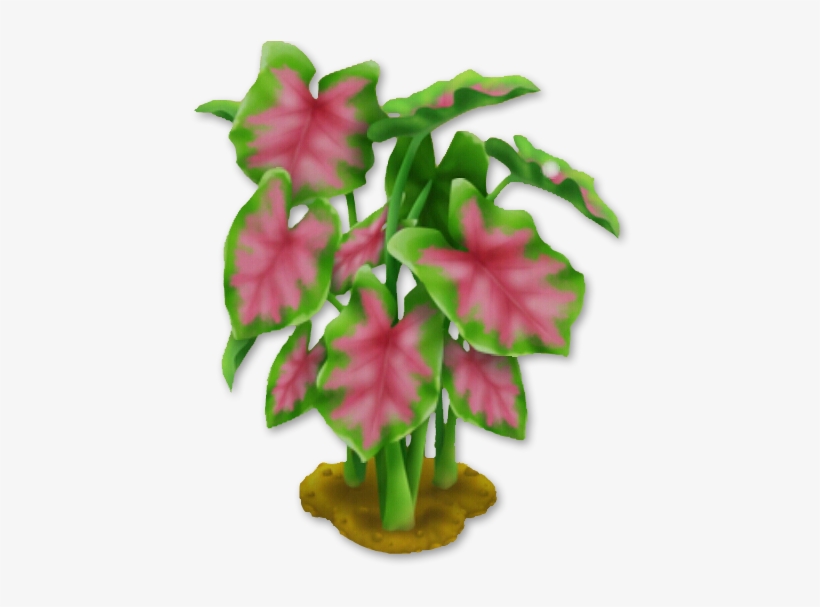 Elephant Ear Plant - Cattlianthe Jewel Box, transparent png download