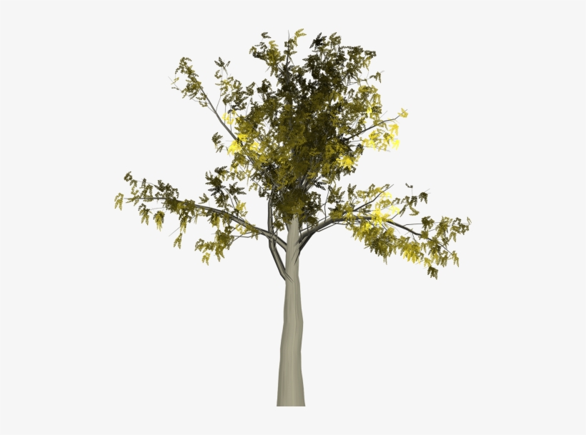 Mérisier Arbre Transparent, transparent png download