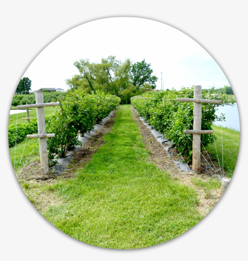 Orchard View, transparent png download
