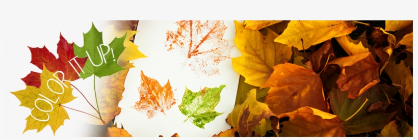 Put A White Sheet Of Paper On Top Of Your Leaf - Leaf, transparent png download