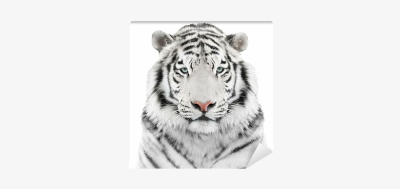 White Tiger Png - White Tiger Wall Head, transparent png download