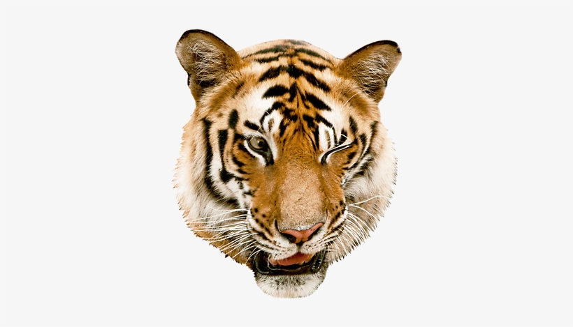 Wink - Nervous - Confused - Worried - Annoyed - India Wildlife: A Folding Pocket Guide To Familiar, transparent png download