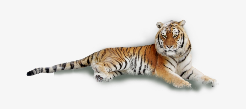 Tiger Laying Down White Background, transparent png download