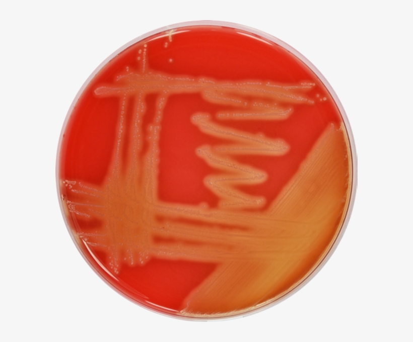 Circle, transparent png download