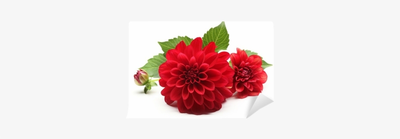 Red Dahlia Flower, transparent png download