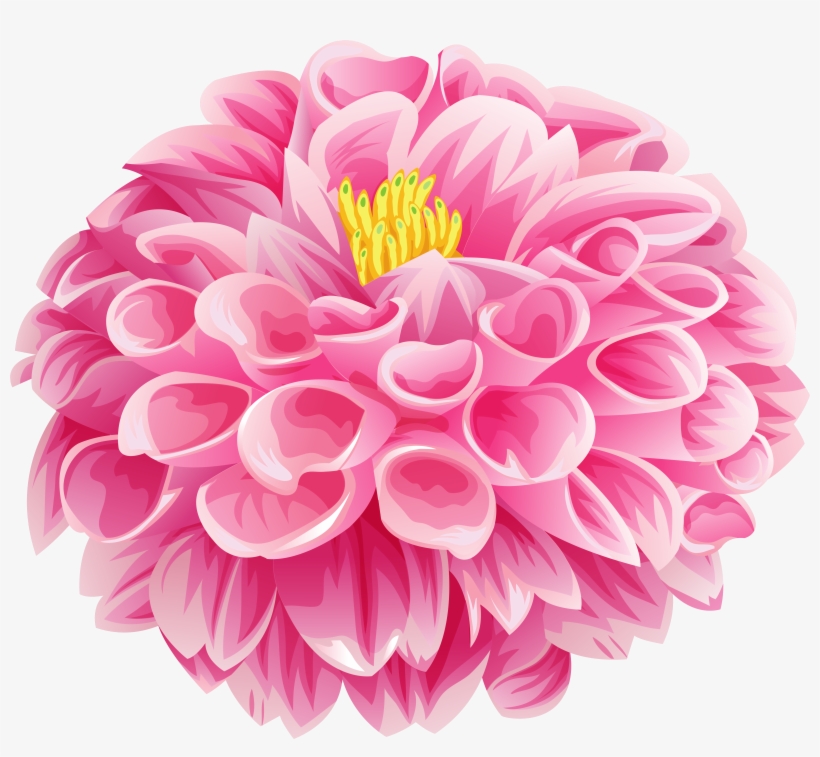 Dahlia Flower Png, transparent png download