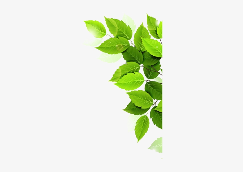 Plantnurseryinbangalore - Co - In - Flower With Leaf Png, transparent png download