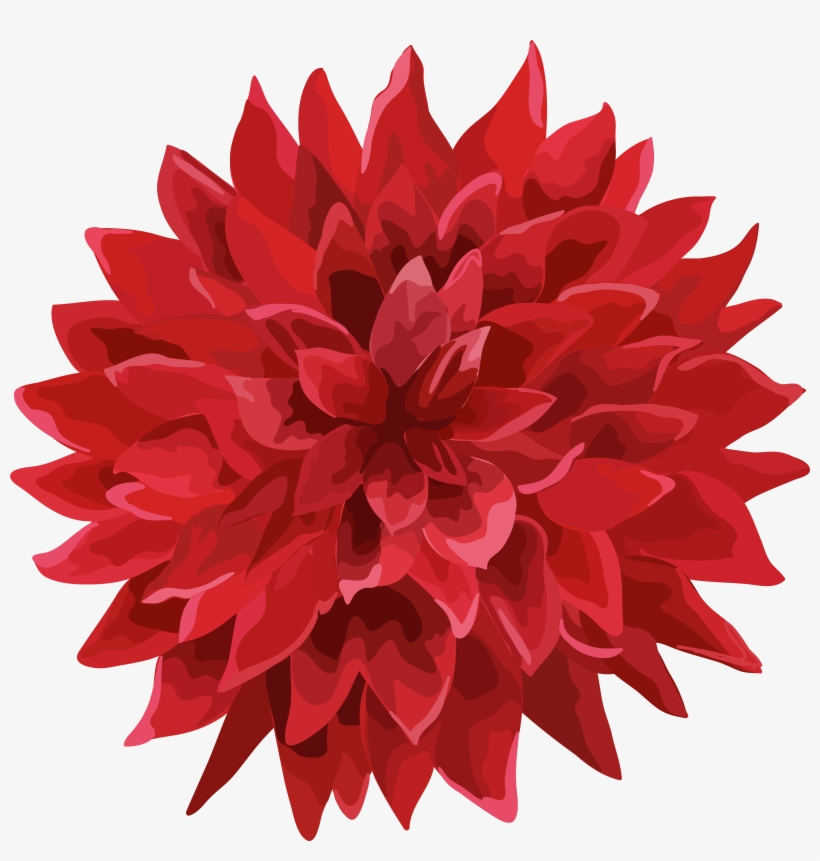 Dahlia Flower Png, transparent png download