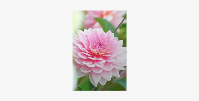 Adesivo Decorativo De Porta - Flores - 053cnpt Auto, transparent png download