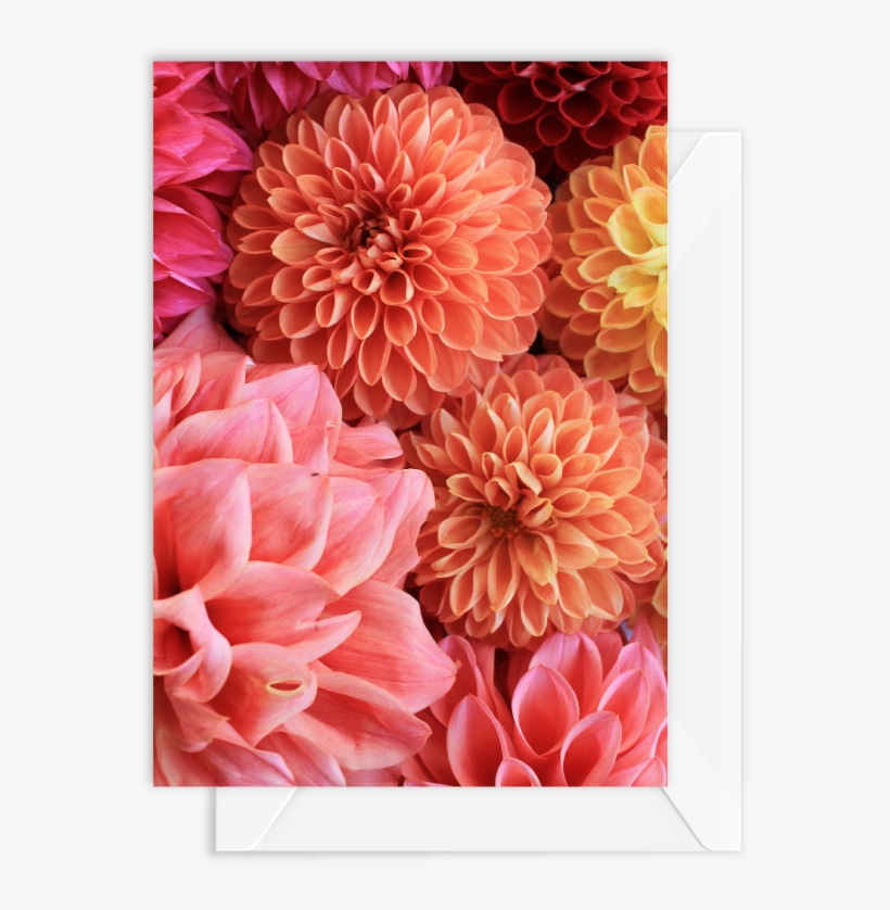 Dahlia, transparent png download