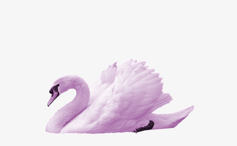 The Swan - Transparent Swan Png, transparent png download
