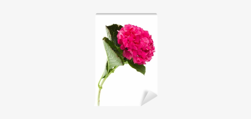 Hydrangea, transparent png download