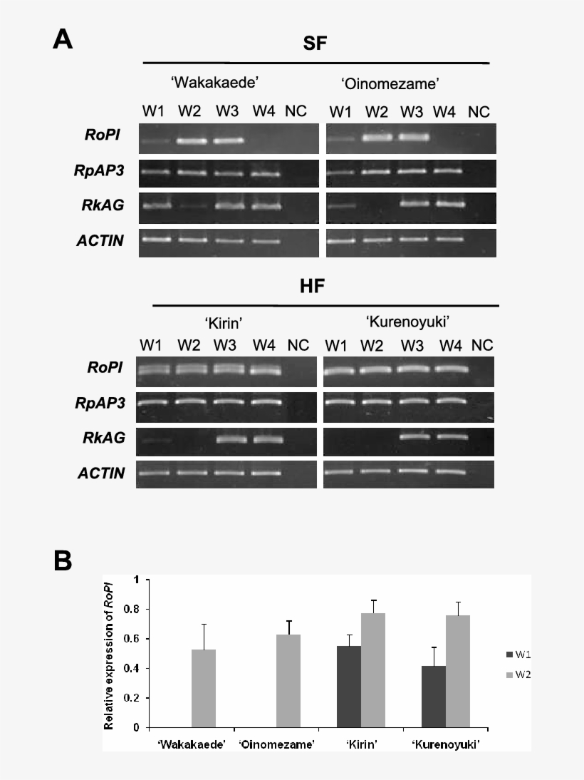 Expression Analysis Of Homeotic Mads Box Genes In Single - Architecture, transparent png download