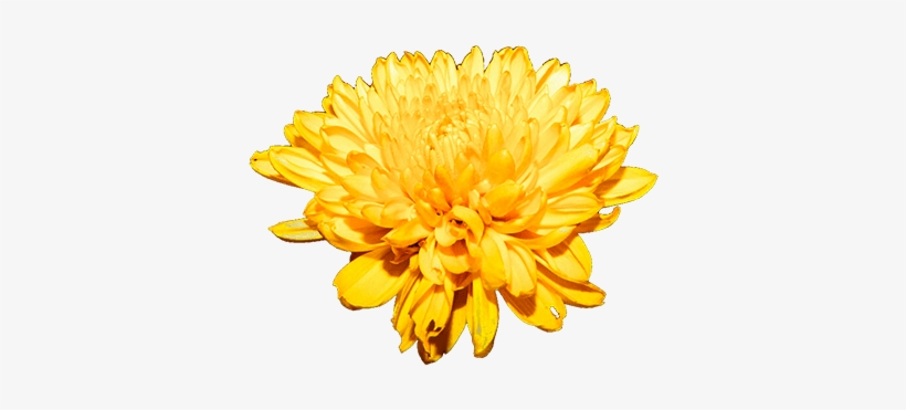 / Bunch - Chrysanthemum Png, transparent png download