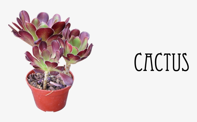 Basanti Nursery Photos Sealdah Kolkata Pictures Images - Taurus Jewelry | Tiny Taurus Necklace, Zodiac Jewelry,, transparent png download