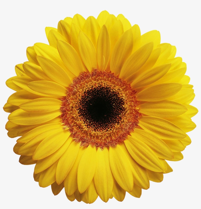 黄色菊花 - Gerbera Flower Yellow, transparent png download