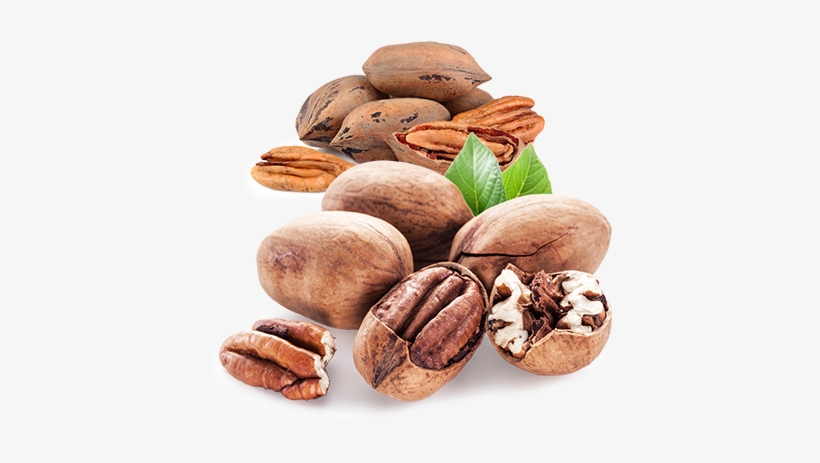 Agronomic Data - Pecan, transparent png download
