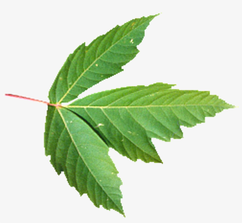 1024 X 1024 Png - Leaves Coffee Png, transparent png download