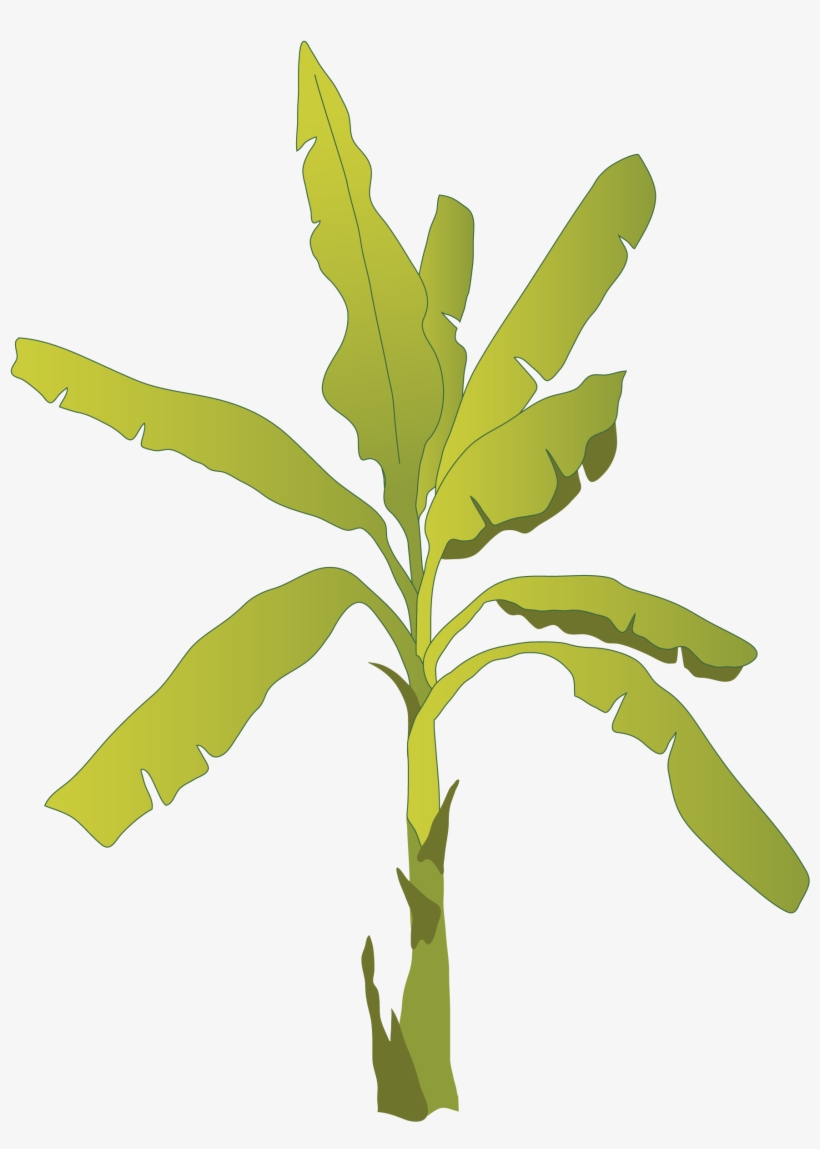 Banana Plants - Banana Tree With Fruit, transparent png download