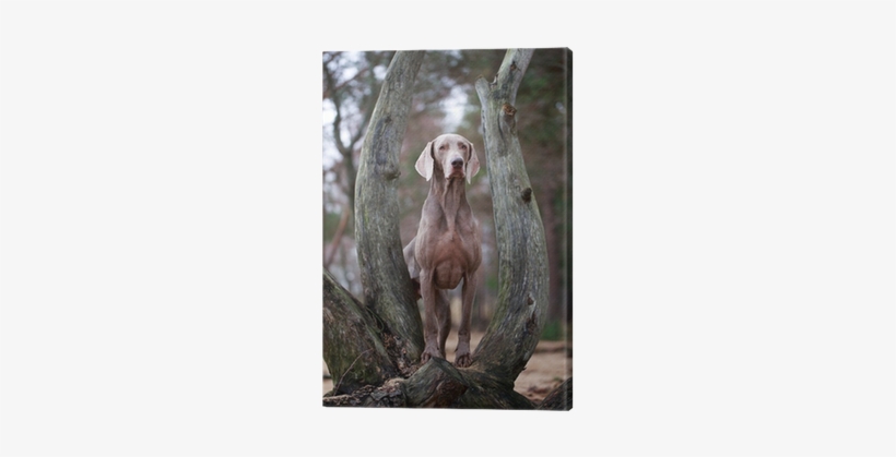 Weimaraner, transparent png download