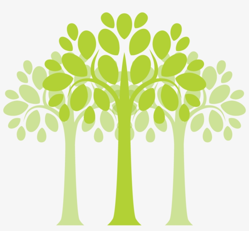 Plants Trees - Drumstick Tree, transparent png download