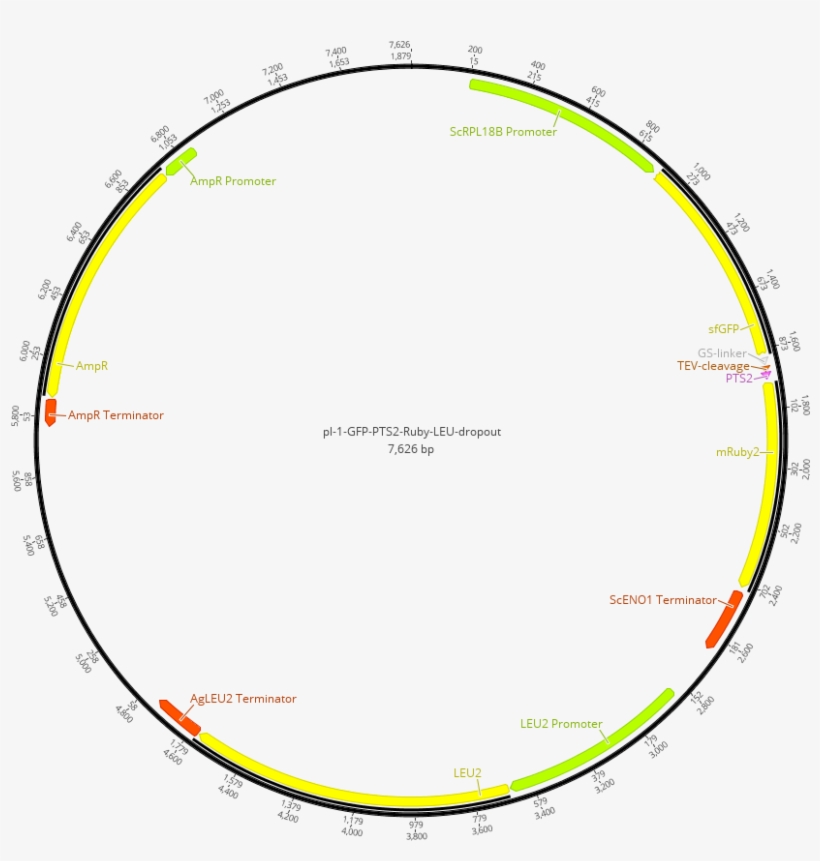 Lv1 Plasmid Containing The Sequence Coding For The - Circle, transparent png download