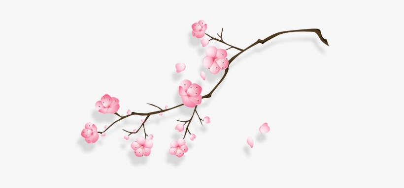 Cherry Blossom, transparent png download