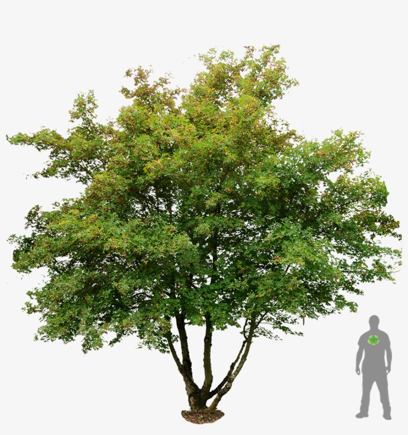 Acer Campestre Feldahorn S F Flx026253f5dfa2dbdf6 - Acer Campestre Png, transparent png download