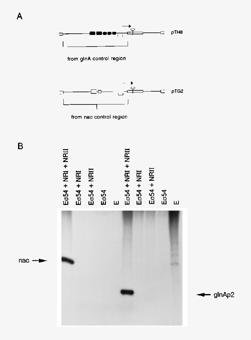 Transcription From The Nac Promoter By Purified Bacterial - Transcription, transparent png download
