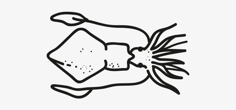 Indian Baby Squid - Loligo, transparent png download