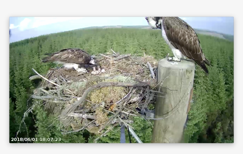 Both Chicks Want Food Forestry Commission England, transparent png download
