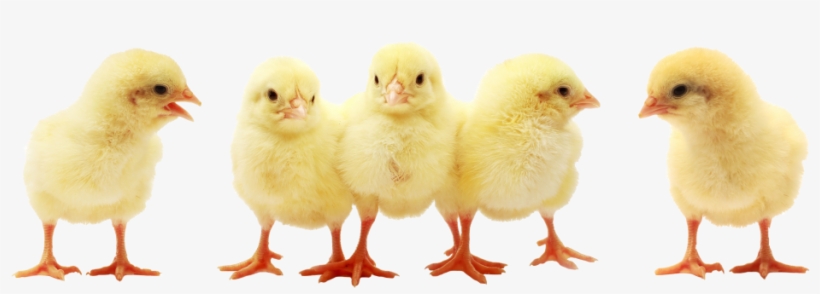 Chick Deliveries - Streaming Television, transparent png download