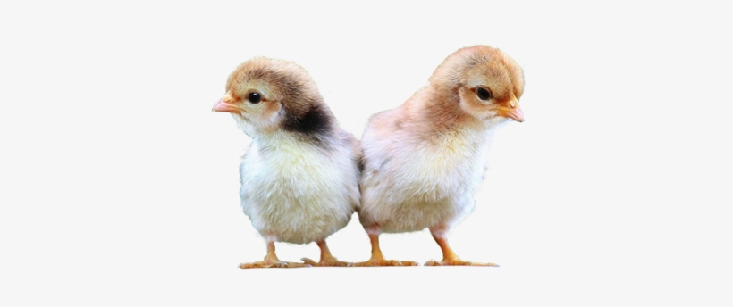 Poultry Feed - Chicken, transparent png download