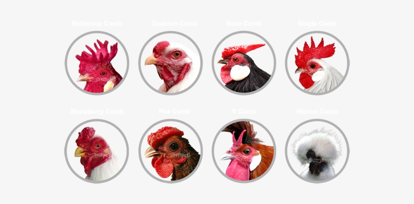 Types Of Combs In Chickens - Chicken, transparent png download