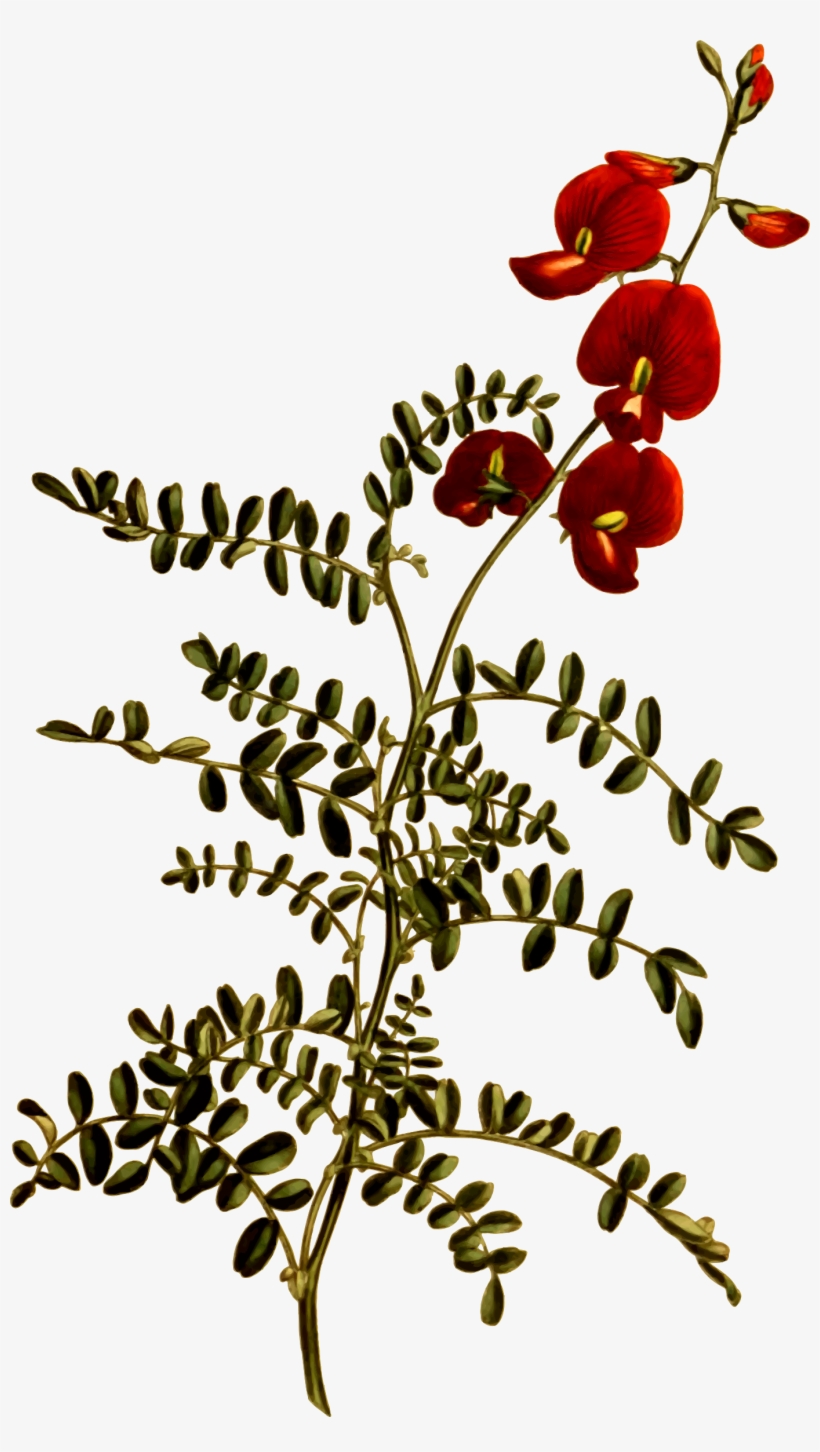 Free Download Small Flowers Clipart Flower Swainsona - Small Flowers, transparent png download