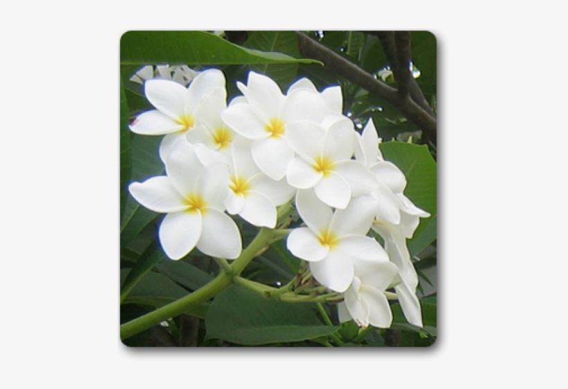 White Plumeria Plant, transparent png download