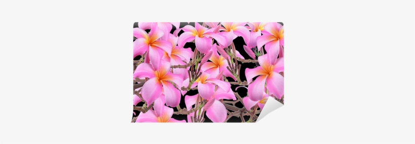 Frangipani, Plumeria, Templetree Flowers Wall Mural - Frangipani, transparent png download