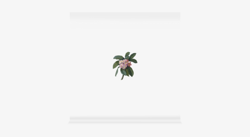 Reproduction Procédé Giclée Plumeria, C.1744 Par Georg, transparent png download