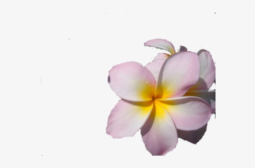 Robyn Busfield - “ - Robyn Busfield, transparent png download