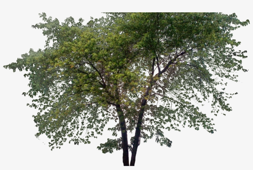Tall Treepng Ph Pinterest Photoshop, Architecture - Tree Png, transparent png download