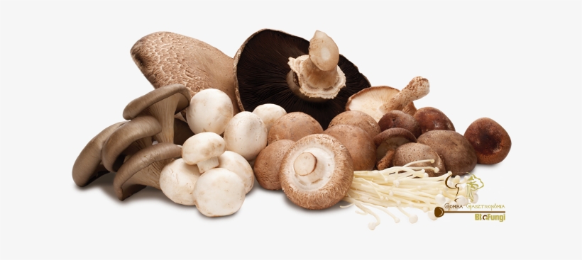 Protein Content Of Mushrooms - Cogumelos Png, transparent png download