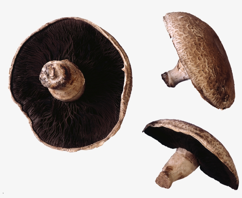 Mushroom, Free Pngs - Do We Eat Mushroom Stems, transparent png download